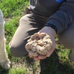 La 35^ edizione della Fiera del Tartufo di San Sebastiano Curone