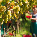 Approvata oggi la legge quadro per l’agricoltura della Regione Piemonte