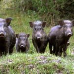 Fauna Selvatica: una proposta di Legge in sette punti