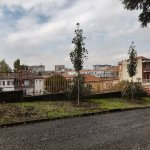 Nuovi alberi al Liceo Peano, sono peri selvatici