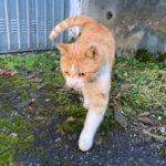 Tortona – Il Comune cerca tutor per le colonie feline