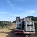 Vendemmia 2026, raccolta in anticipo: uve di ottima qualità, ma prezzi ancora bassi