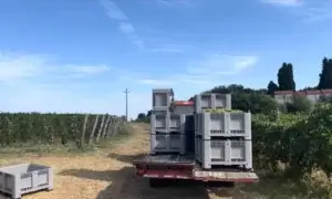 Vendemmia 2026, raccolta in anticipo: uve di ottima qualità, ma prezzi ancora bassi