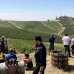 Cinque vini da scoprire in provincia di Alessandria