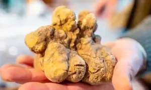 Tartufo in provincia di Alessandria: tutte le fiere dell’autunno 2026. Riflettori su San Sebastiano Curone